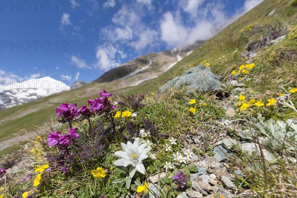 Edelweiss