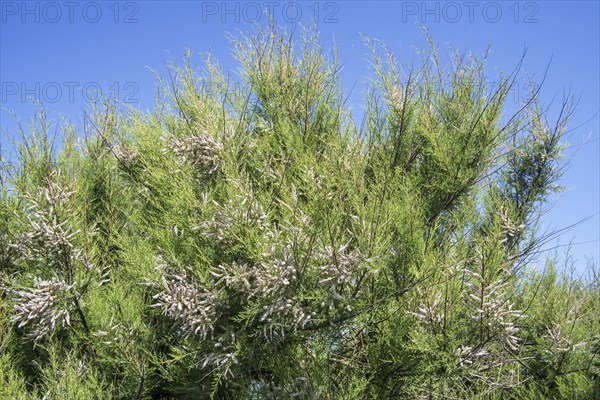 African tamarisk