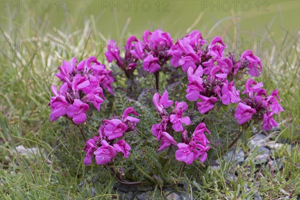 Long-nosed lousewort