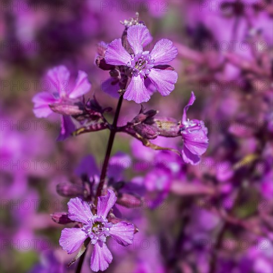 Sticky catchfly