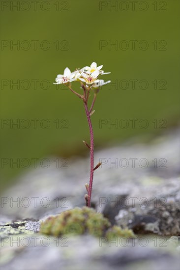 White mountain saxifrage