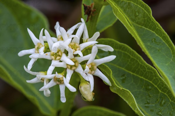 White swallow-wort