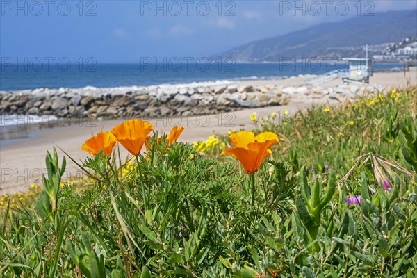 California poppies