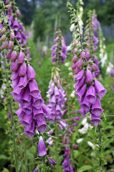 Common foxglove