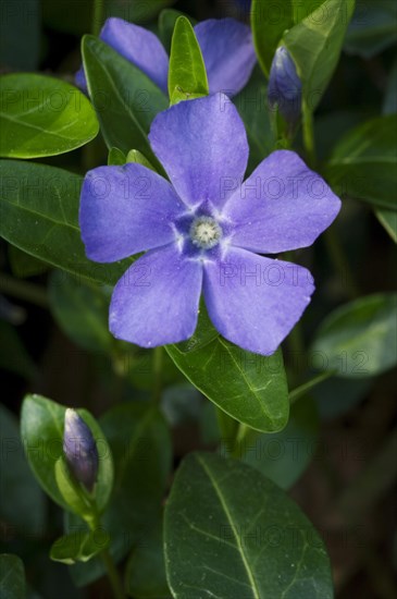 Lesser periwinkle