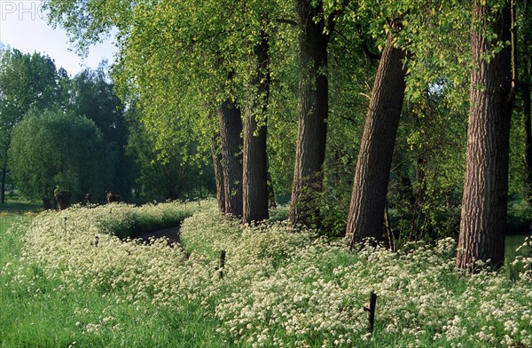 Rural landscape with poplars and cow Parsley