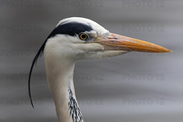 Grey heron