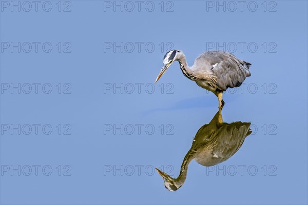 Grey heron