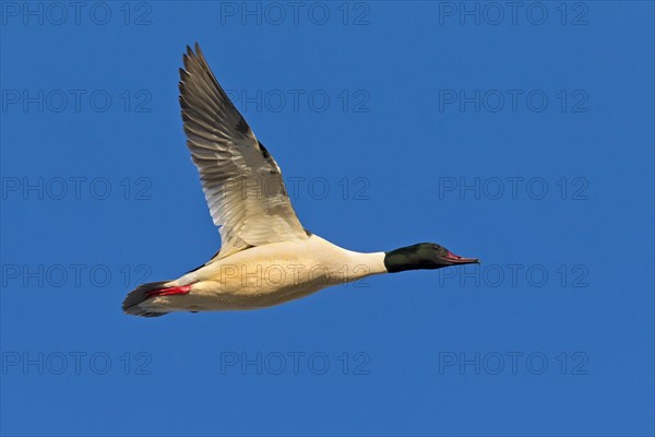 Goosander