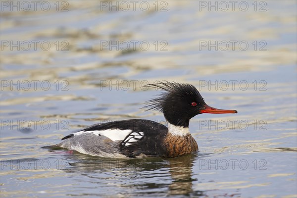 Red-breasted merganser