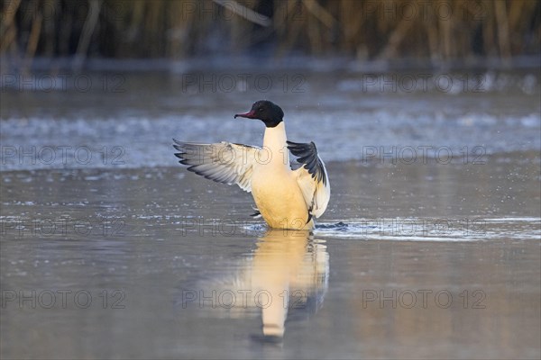 Common merganser