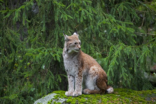 Eurasian lynx