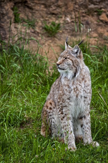 Eurasian lynx