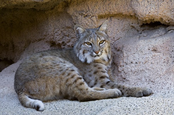 Bobcat