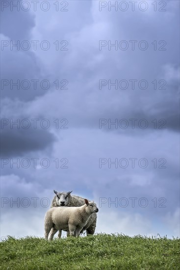 Texel sheep