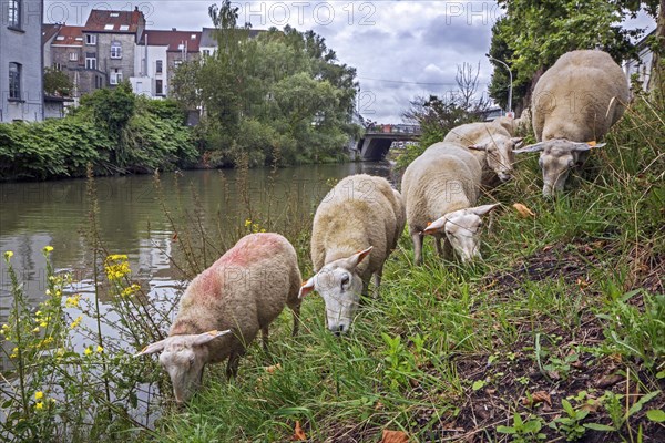 Flock of sheep grazing grass along steep canal bank in summer in the city Ghent