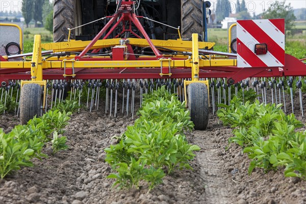 Tractor pulling spring tine weed harrow