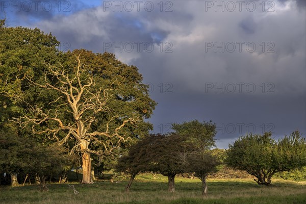 Dead common oak