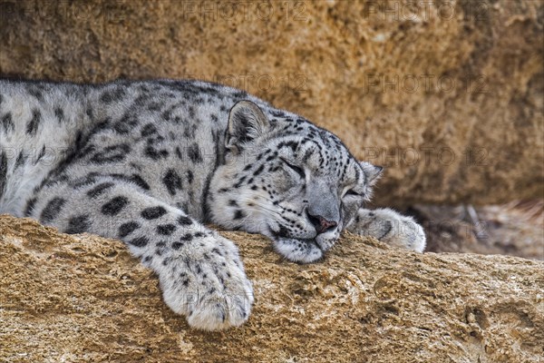 Snow leopard