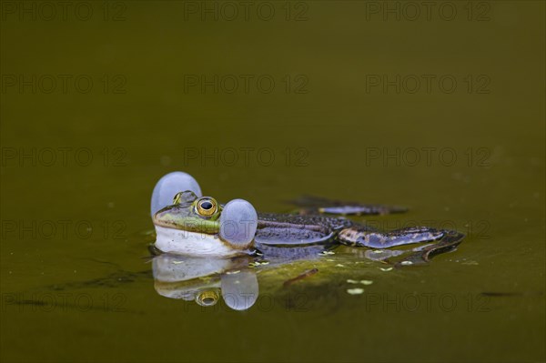 European edible frog