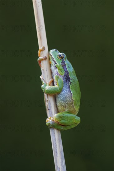 European tree frog