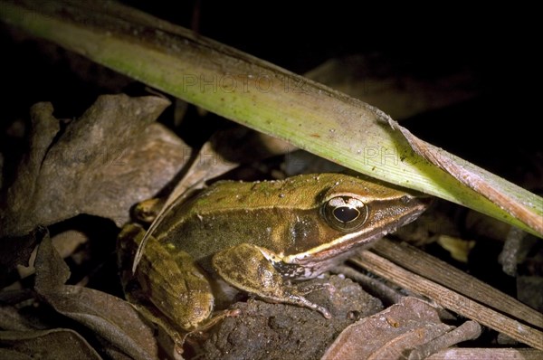 Brilliant forest frog