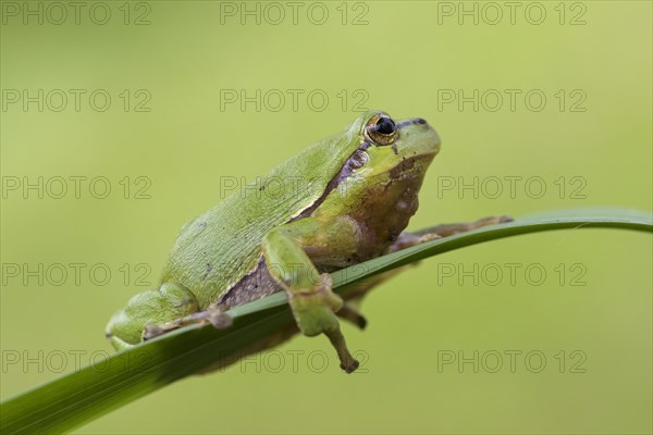 European tree frog