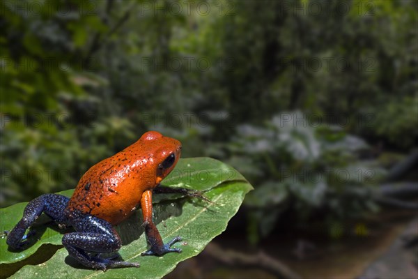 Blue jeans colour morph of strawberry poison frog