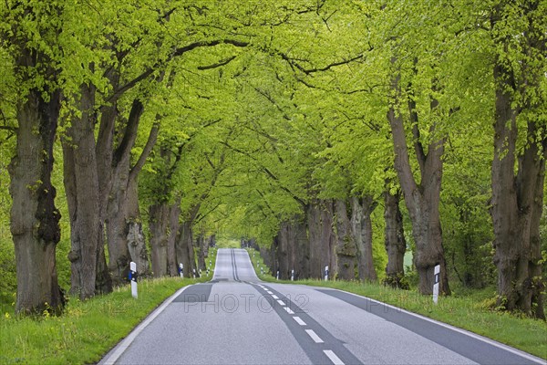 Empty road lined with silver linden