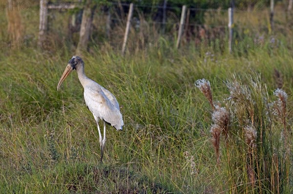 Wood stork