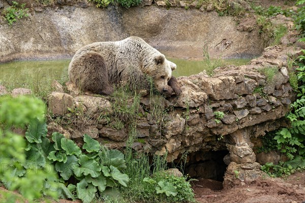 Brown bear in the bear sanctuary of Keterevo