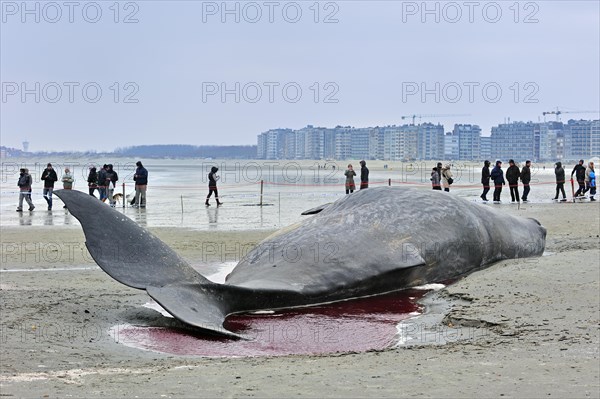 Stranded sperm whale