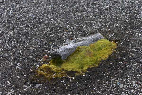 Discarded bone of bowhead whale