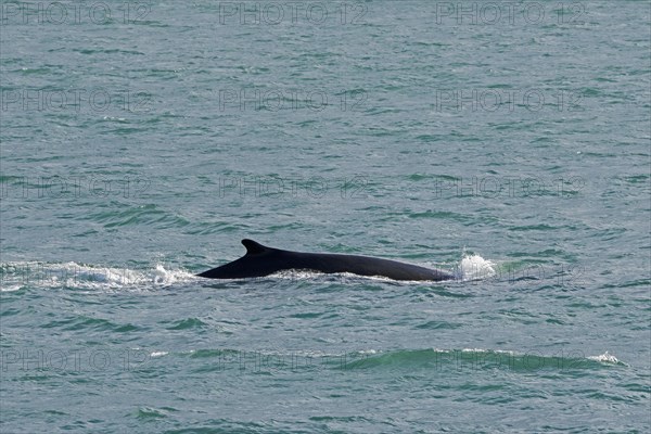 Fin whale