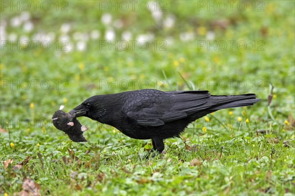 Carrion crow