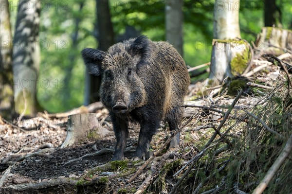 Wild boar