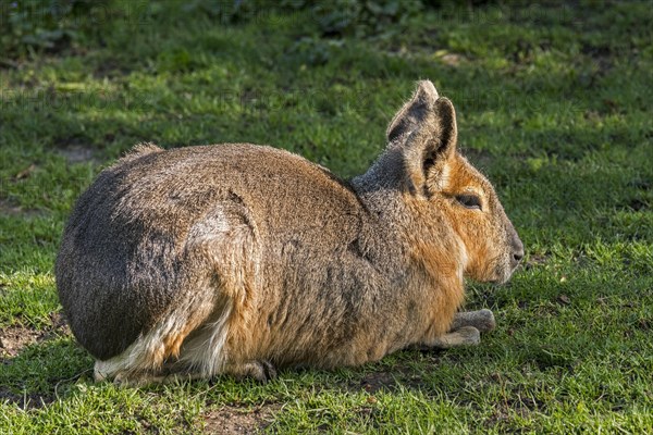 Patagonian mara