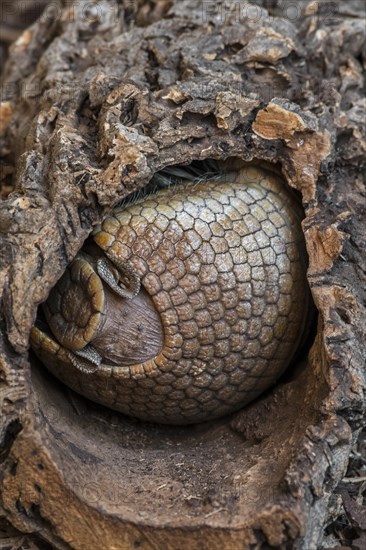 Southern three-banded armadillo