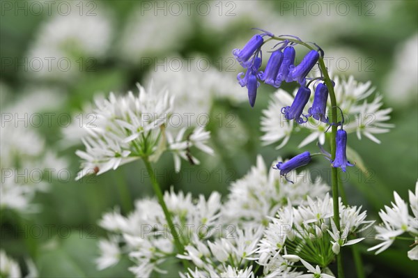 Wild garlic