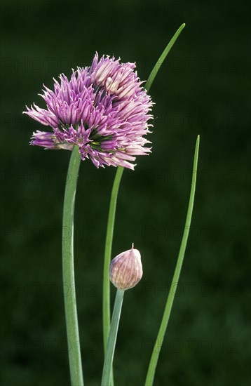 Chives