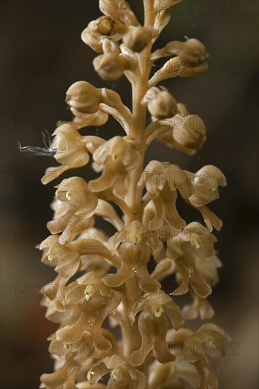 Bird's-nest Orchid