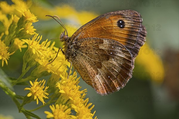 Hedge Brown