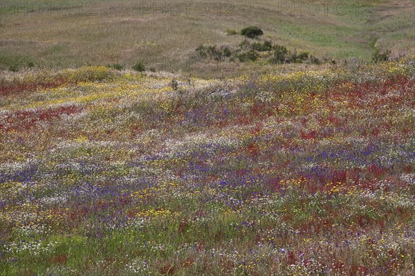 Colourful wildflowers on the steppe near Castro Verde