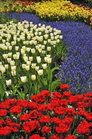 Flowerbed with colourful tulips