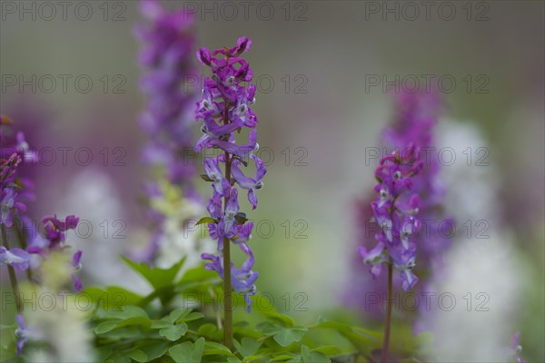 Bulbous Corydalis