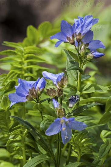 Jacob's Ladder