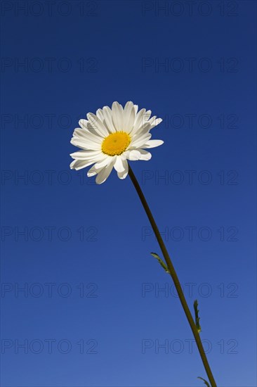 Ox-eye daisy