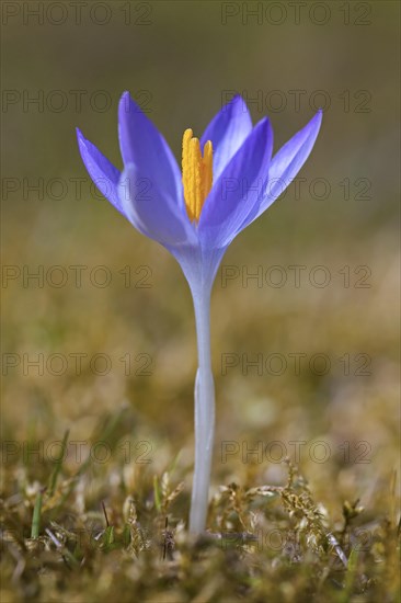 Spring crocus