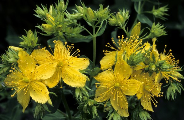 Perforate St John's-wort