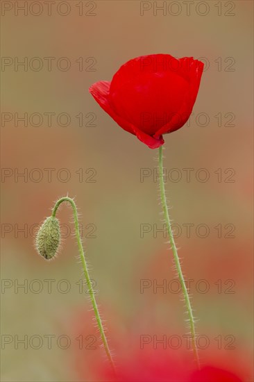 Common poppy